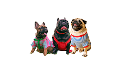 Фото - Одежда для французских бульдогов и мопсов - Stranke.shop