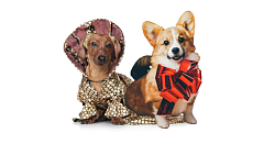 Фото - Одежда для такс и корги - Stranke.shop