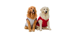 Фото - Одежда для средних и больших собак - Stranke.shop