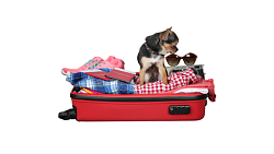 Фото - Товары для прогулок и путешествий - Stranke.shop