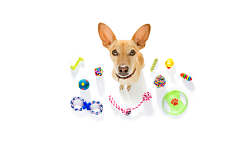 Фото - Игрушки для собак - Stranke.shop