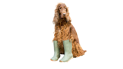 Фото - Обувь и носки для средних и больших собак - Stranke.shop