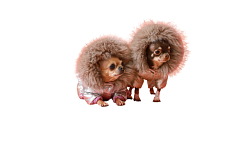 Фото - Одежда для маленьких собак - Stranke.shop