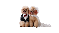 Фото - Праздничная одежда для собак - Stranke.shop