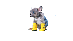 Фото - Обувь и носочки для маленьких собак - Stranke.shop